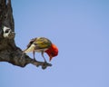 IMG_2171; The Red-headed Weaver / Anaplectes melanotis captured in Kruger National Park, South Africa on 22.11.20