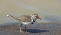 IMG_2156; The Three Banded Plover / Charadrius tricollaris was captured in Kruger National Park, South Africa on 24.11.20
