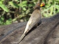 IMG_1908; the Yellow-billed Oxpecker buphagus africanus was captured in Kruger National Park, South Africa on 29.08.19