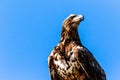 Immature Bald Eagle Posing Venice Florida