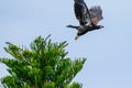Immature Bald Eagle Launching from Tree Royalty Free Stock Photo