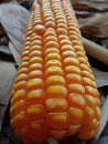 Image of an important grain called maize.
