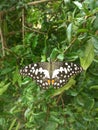 Butterfly natural beauty    & cutness Royalty Free Stock Photo