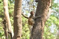 This is an image of Indian commonmonkey hanging on the tree.