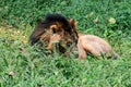 This is an image of Indian lion rested on the grass field.