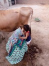 In this image a indian punjabi village women milking a Ã°Å¸ÂÂ®.