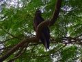 This is an image of Indian spotted eagle bird sitting of the branch of the tree. Royalty Free Stock Photo