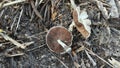 inedible agaricus mushroom with bottom side black colored fungi. Royalty Free Stock Photo