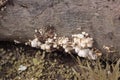 image of the inedible wild mushrooms.