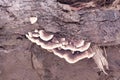 image of the inedible wild mushrooms.