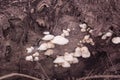 image of the inedible wild mushrooms.