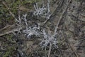 Inedible wild white Mycorrhizal fungi sprouting from the ground