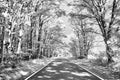 Infrared black and white tunnel of trees over a road Royalty Free Stock Photo