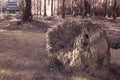 infrared image of the fallen decompose tree trunk on the ground Royalty Free Stock Photo
