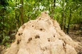 Image of a insect colony. Royalty Free Stock Photo