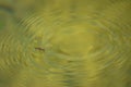 Insect that swims on water forming circular waves Royalty Free Stock Photo