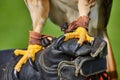 Intense and sharp claws on Broad-winged Hawk resting on leather glove