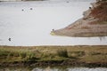 Birds at RSPB Minsmere Royalty Free Stock Photo