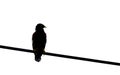 An image isolated composition silhouette of a one bird or crow in a silhouette perched on a tall power line with clipping path