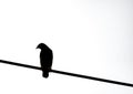 An image isolated composition silhouette of a one bird or crow in a silhouette perched on a tall power line with clipping path