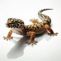 Image of isolated gecko against pure white background, ideal for presentations