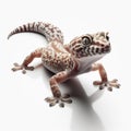 Image of isolated gecko against pure white background, ideal for presentations