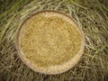 image of isolated harvested rice paddy grain on round bamboo storage