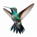 Image of isolated humming bird against pure white background, ideal for presentations