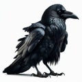 Image of isolated raven against pure white background, ideal for presentations