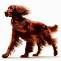 Image of isolated Red Setter against pure white background, ideal for presentations