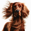Image of isolated Red Setter against pure white background, ideal for presentations
