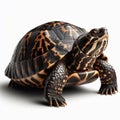 Image of isolated terrapin against pure white background, ideal for presentations