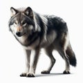 Image of isolated wolf against pure white background, ideal for presentations Royalty Free Stock Photo