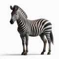 Image of isolated zebra against pure white background, ideal for presentations Royalty Free Stock Photo