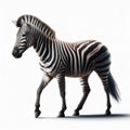 Image of isolated zebra against pure white background, ideal for presentations Royalty Free Stock Photo