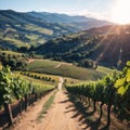 The vineyard is in Abruzzo.