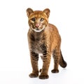 Image of jaguarundi on white background. Wildlife Animals. Illustration, Generative AI