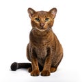 Image of jaguarundi on white background. Wildlife Animals. Illustration, Generative AI