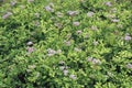 Image of Japanese meadowsweet in blossom