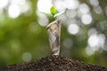 Japanese yen banknote with plant growing on top for business, saving, growth, economic concept Royalty Free Stock Photo