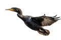 Image of a javanese cormorant is flapping its wings fly on a white background. Wild Animals. Birds. Illustration. Generative AI Royalty Free Stock Photo