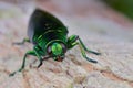 Image of a Jewel Beetle or Metallic Wood-boring beetle