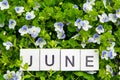 Image June,wooden alphabet June on green grass background with copy space for your text. Concept be used for calendar, month and