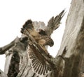 A common kestrel landing in a tree Royalty Free Stock Photo