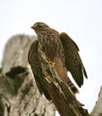 A common kestrel perched in a tree Royalty Free Stock Photo
