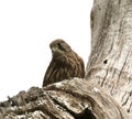 A common kestrel in a tree Royalty Free Stock Photo