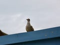 Herring gull juvenile on roof