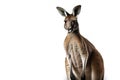 Image of a kangaroo on white background. Wildlife Animals. Illustration. Generative AI Royalty Free Stock Photo