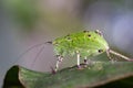 Image of Katydid Nymph Grasshoppers Tettigoniidae