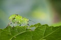 Image of Katydid Nymph Grasshoppers & x28;Tettigoniidae& x29;